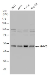 Anti-HDAC3 antibody used in Western Blot (WB). GTX113303
