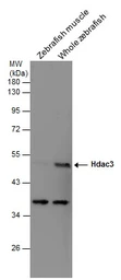 Anti-HDAC3 antibody used in Western Blot (WB). GTX113303