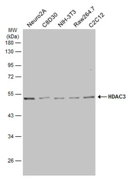 Anti-HDAC3 antibody used in Western Blot (WB). GTX113303