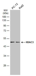 Anti-HDAC3 antibody used in Western Blot (WB). GTX113303
