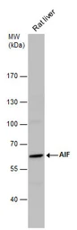 Anti-AIF antibody [N1C1] used in Western Blot (WB). GTX113306