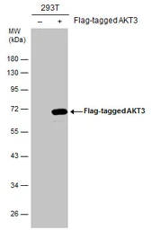 Anti-AKT3 antibody used in Western Blot (WB). GTX113312