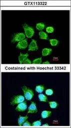 Anti-RACGAP1 antibody [C1C3] used in Immunocytochemistry/ Immunofluorescence (ICC/IF). GTX113322