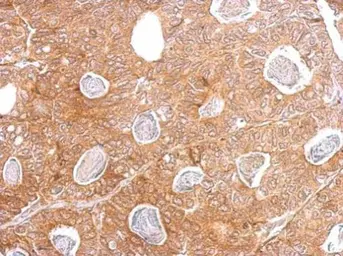 Anti-IRAK4 antibody used in IHC (Paraffin sections) (IHC-P). GTX113323