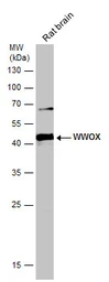 Anti-WWOX antibody used in Western Blot (WB). GTX113325