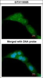 Anti-WWOX antibody used in Immunocytochemistry/ Immunofluorescence (ICC/IF). GTX113325