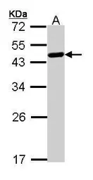 Anti-WWOX antibody used in Western Blot (WB). GTX113325