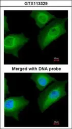 Anti-Annexin A1 antibody used in Immunocytochemistry/ Immunofluorescence (ICC/IF). GTX113329