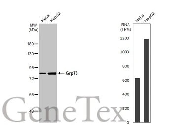 Anti-Grp78 antibody used in Western Blot (WB). GTX113340