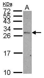 Anti-CD99 antibody used in Western Blot (WB). GTX113359