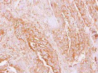Anti-Amylin antibody [N2C3] used in IHC (Paraffin sections) (IHC-P). GTX113367