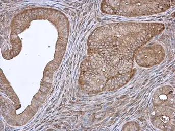 Anti-Annexin IV antibody used in IHC (Paraffin sections) (IHC-P). GTX113383