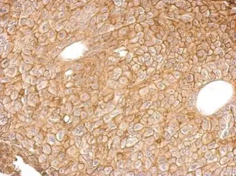 Anti-Annexin IV antibody used in IHC (Paraffin sections) (IHC-P). GTX113383