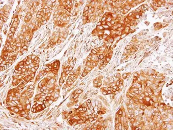 Anti-CRMP2 antibody [N1N3] used in IHC (Paraffin sections) (IHC-P). GTX113420