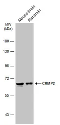 Anti-CRMP2 antibody [N1N3] used in Western Blot (WB). GTX113420