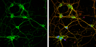 Anti-CRMP2 antibody [N1N3] used in Immunocytochemistry/ Immunofluorescence (ICC/IF). GTX113420