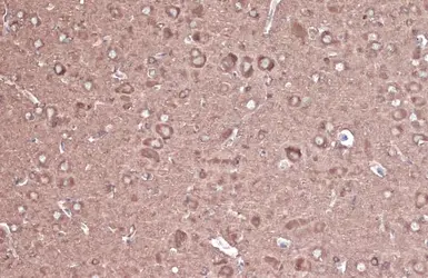 Anti-CRMP2 antibody [N1N3] used in IHC (Paraffin sections) (IHC-P). GTX113420