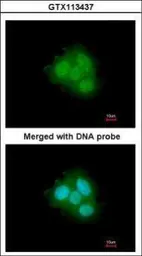Anti-FKBP4 antibody used in Immunocytochemistry/ Immunofluorescence (ICC/IF). GTX113437
