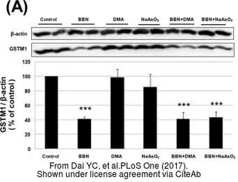 Anti-GSTM1 antibody used in Western Blot (WB). GTX113448