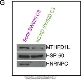 Anti-hnRNP C1/C2 antibody used in Western Blot (WB). GTX113463