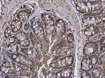 Anti-HPRT antibody used in IHC (Paraffin sections) (IHC-P). GTX113466