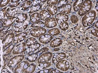 Anti-HPRT antibody used in IHC (Paraffin sections) (IHC-P). GTX113466