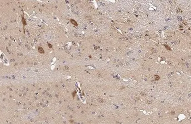Anti-HPRT antibody used in IHC (Paraffin sections) (IHC-P). GTX113466