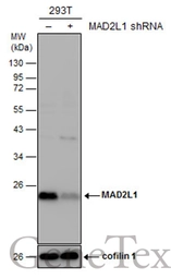 Anti-MAD2L1 antibody [N1C3] used in Western Blot (WB). GTX113489