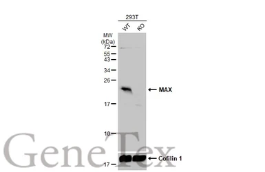 Anti-MAX antibody used in Western Blot (WB). GTX113492