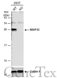 Anti-NDUFS3 antibody used in Western Blot (WB). GTX113504