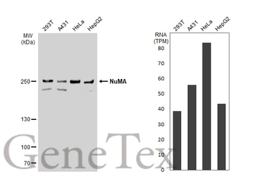 Anti-NuMA antibody [N1], N-term used in Western Blot (WB). GTX113510