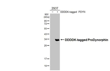 Anti-ProDynorphin antibody [N1C2] used in Western Blot (WB). GTX113515