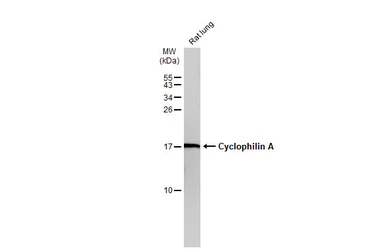 Anti-Cyclophilin A antibody [N1C3] used in Western Blot (WB). GTX113520