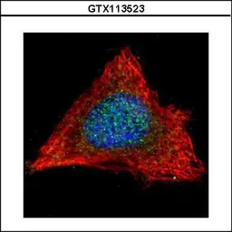 Anti-PP2A alpha antibody used in Immunocytochemistry/ Immunofluorescence (ICC/IF). GTX113523