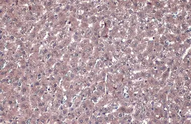 Anti-PP2A alpha antibody used in IHC (Paraffin sections) (IHC-P). GTX113523