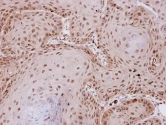 Anti-PP2A alpha antibody used in IHC (Paraffin sections) (IHC-P). GTX113523