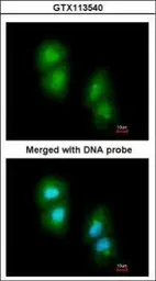 Anti-RGS13 antibody [N1C3] used in Immunocytochemistry/ Immunofluorescence (ICC/IF). GTX113540