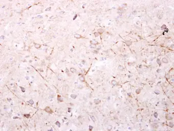Anti-SPR antibody [N2C3] used in IHC (Paraffin sections) (IHC-P). GTX113552