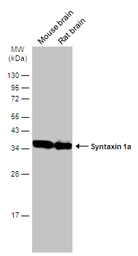 Anti-Syntaxin 1a antibody used in Western Blot (WB). GTX113559