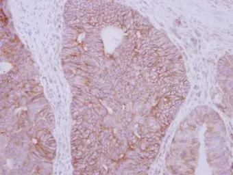 Anti-GDF5 antibody used in IHC (Paraffin sections) (IHC-P). GTX113580