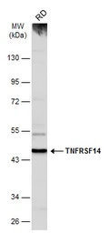 Anti-TNFRSF14 antibody [N2C3] used in Western Blot (WB). GTX113589
