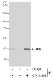 Anti-BUB3 antibody [N1C1] used in Immunoprecipitation (IP). GTX113595