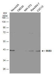 Anti-BUB3 antibody [N1C1] used in Western Blot (WB). GTX113595