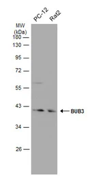 Anti-BUB3 antibody [N1C1] used in Western Blot (WB). GTX113595