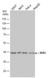 Anti-BUB3 antibody [N1C1] used in Western Blot (WB). GTX113595