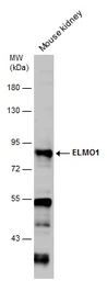 Anti-ELMO1 antibody [C1C3] used in Western Blot (WB). GTX113600