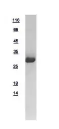 GFP protein, His tag. GTX113617-pro