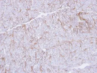 Anti-CD147 antibody [N2C3-2] used in IHC (Paraffin sections) (IHC-P). GTX113636