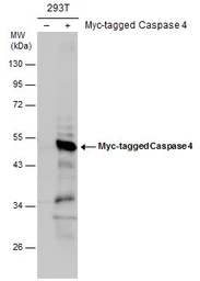 Anti-Caspase 4 antibody used in Western Blot (WB). GTX113639