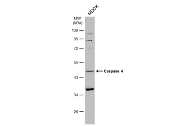 Anti-Caspase 4 antibody used in Western Blot (WB). GTX113639